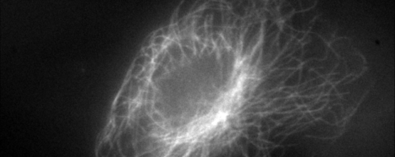 �������ǲ�(�й�)����-�ٷ���վ