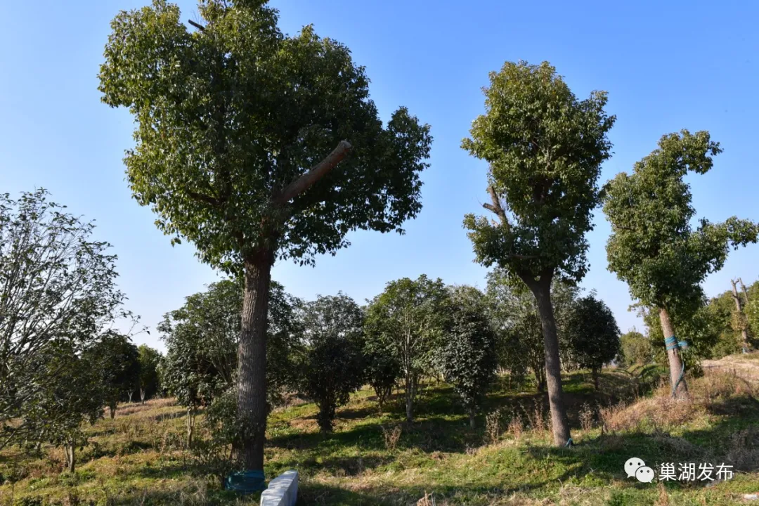 �������ǲ�(�й�)����-�ٷ���վ