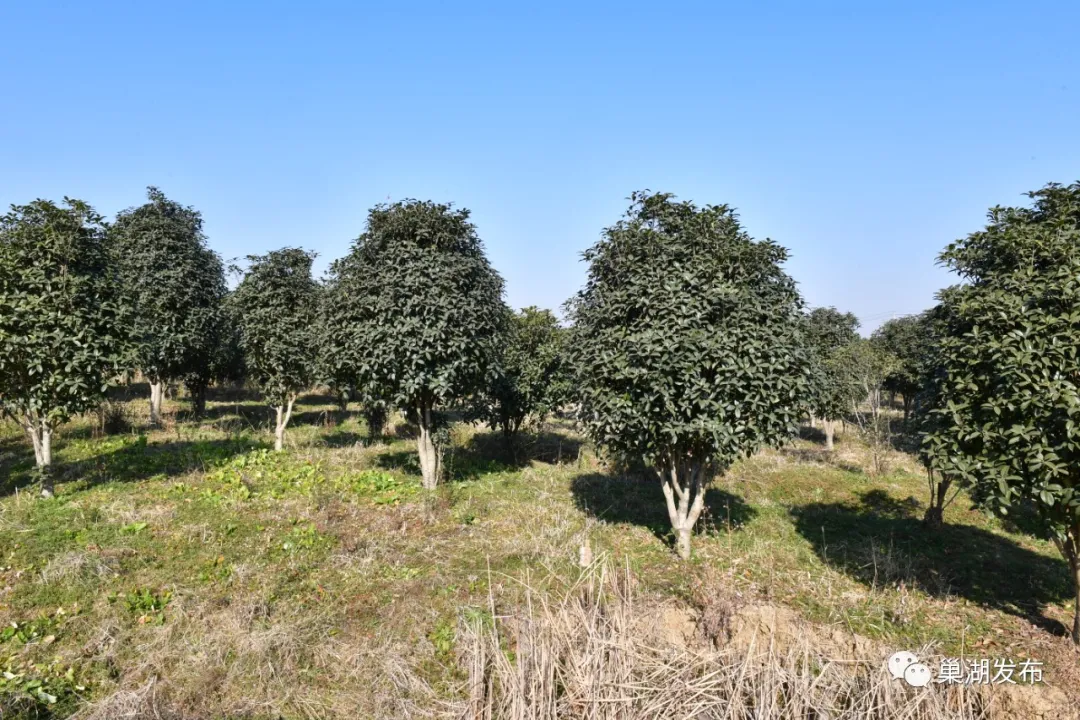 �������ǲ�(�й�)����-�ٷ���վ