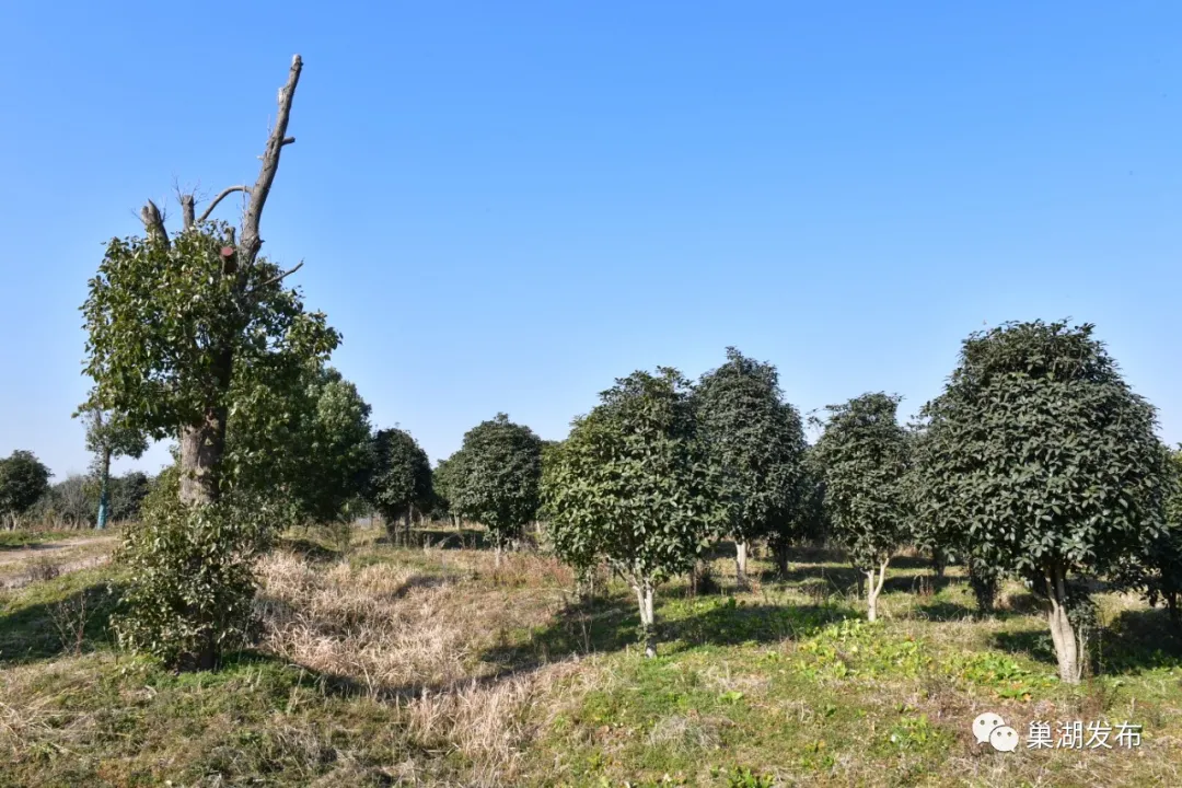 �������ǲ�(�й�)����-�ٷ���վ